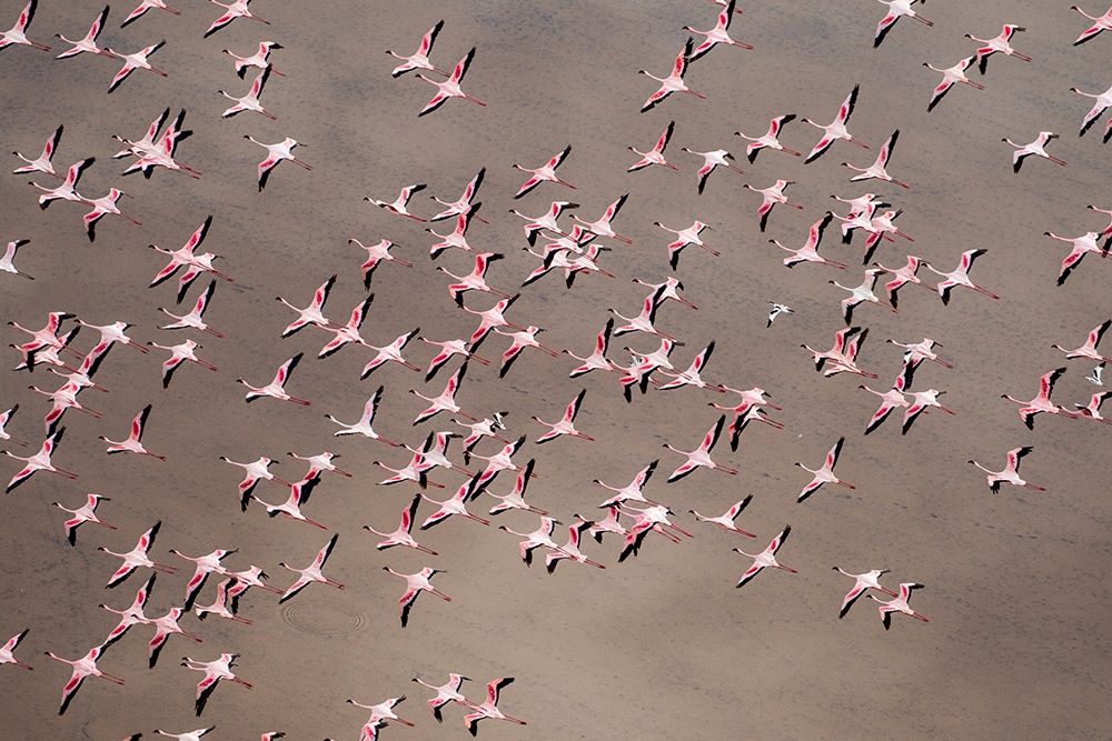Africa-Tanzania-Aerial view of flock of Greater and Lesser Flamingos flying above salt waters art print by Paul Souders for $57.95 CAD
